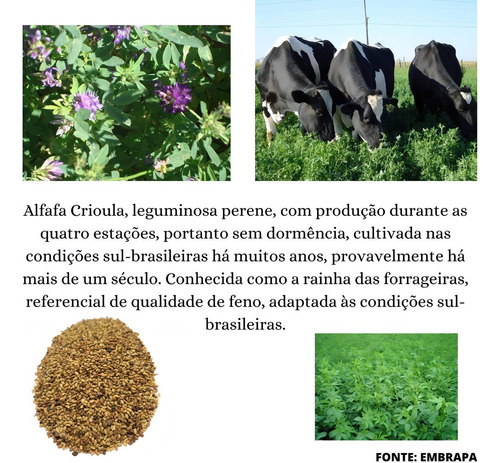 Alfafa Crioula 3kg De Sementes Forrageira, Silo E Feno