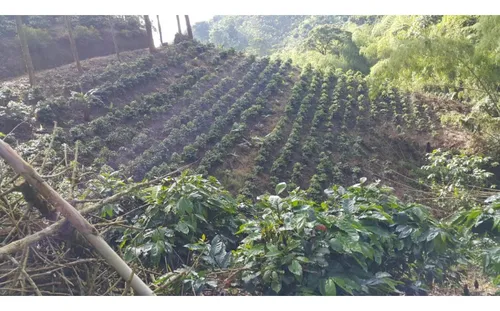 Vendo Finca Cafetera 47 Cuadras Por El Trebol Chinchina