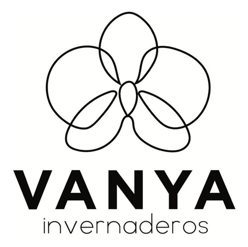 Imagen 10 de 10 de Orquideas Cymbidium 3 Plantas Jovenes, Envio Gratis