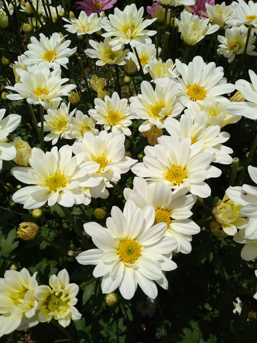 Flores Naturales Recién Cortadas