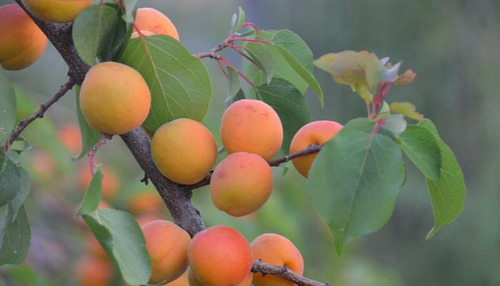 Chabacano Fruto De Dios