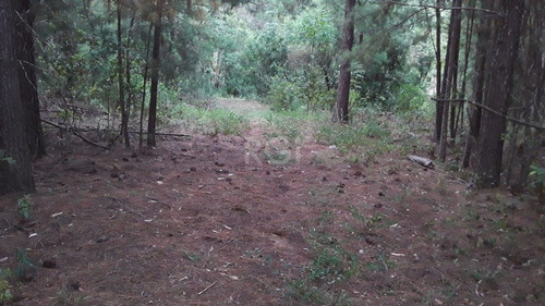 Terreno Em Branquinha - Bt11072