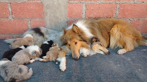Autenticos Cachorros Collie, Padres Importados Full Pedigri