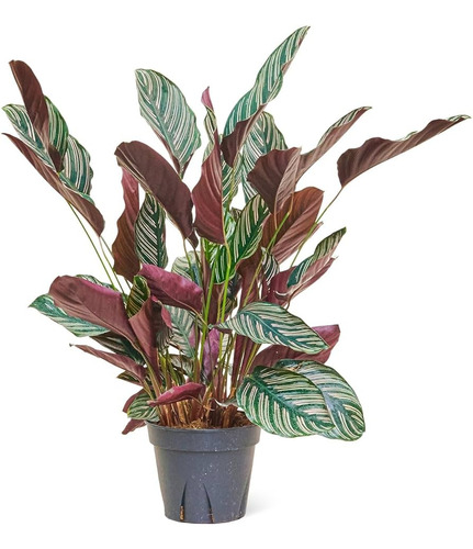 Calathea Mil Rayas 55 Cm - Planta De Interior 1u.