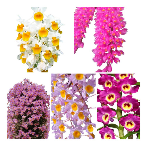 Kit Com 5 Mudas De Orquidea Dendrobium Especies Promoção