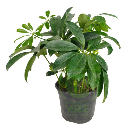 Aralia Verde (chica)