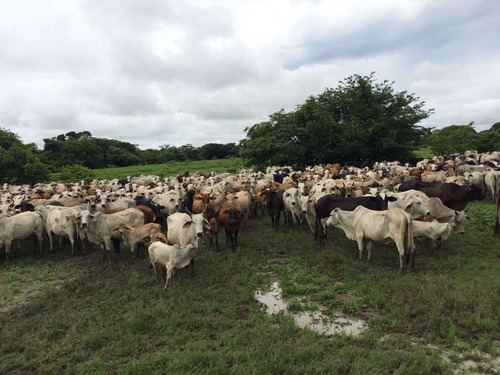 Imagen 8 de 21 de Finca Cerca De Rio Tiznado A 50 Km De Calabozo