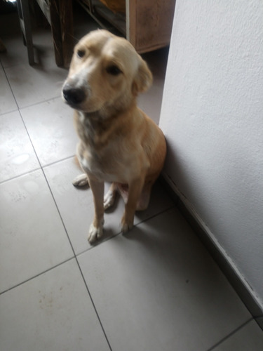 Se Da En Adopcion Cachorro Labrador