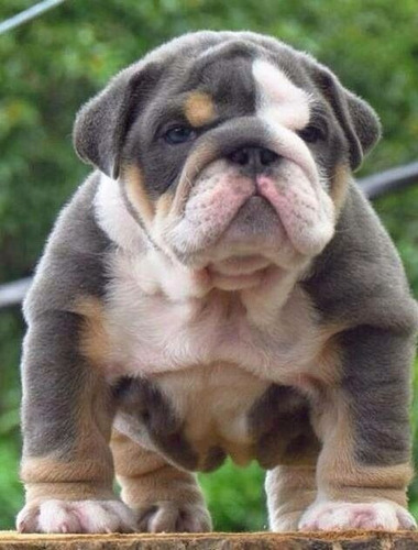 Cachorros Bulldog Ingles Perrito Bull Dog Puppy Cachorrito