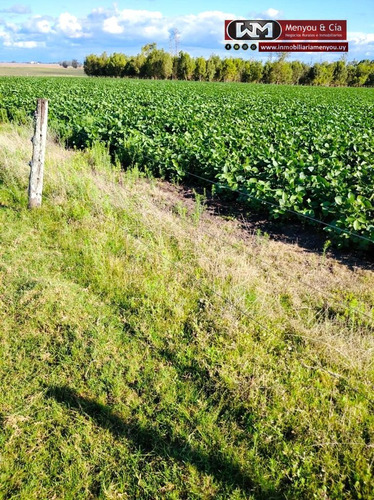 Venta Campo Flores 280 Has Agrícola 83% Coneat Alto
