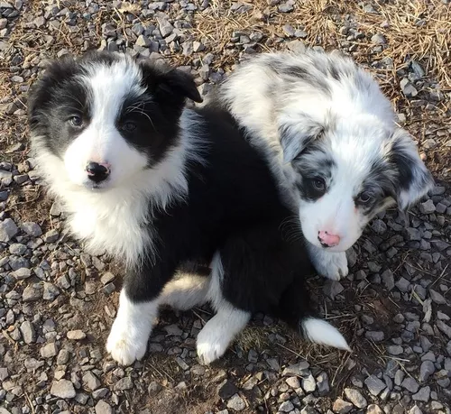 BORDER COLLIE-MG