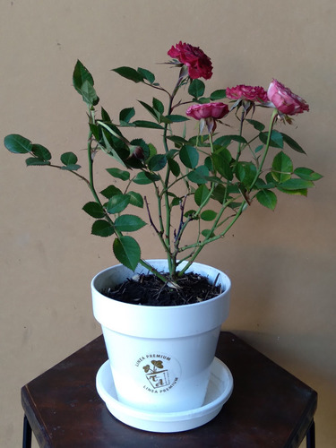 Rosa Rococo En Maceta Decorativa - Plantas De Exterior 