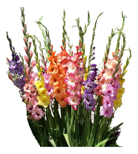 12 Bulbos De Gladiolus - Gladiolas Gladiolos Colores Surtido