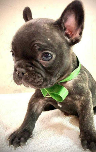 Imagen 5 de 5 de Bulldog Francés