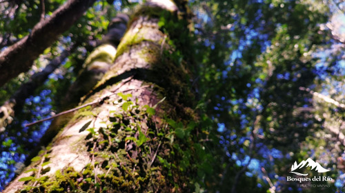 3mm De Pie Venta Parcela Colonia RÃo Sur - Puerto Varas