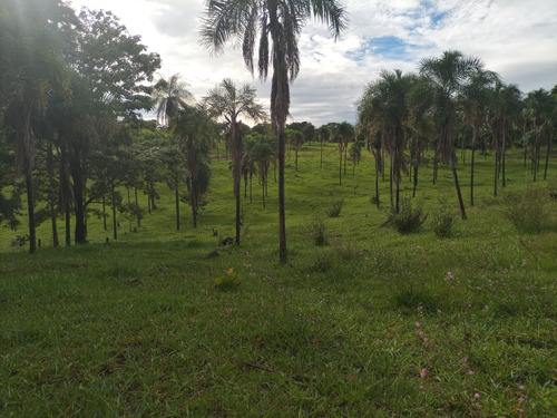 Fazenda 180 Hectares 