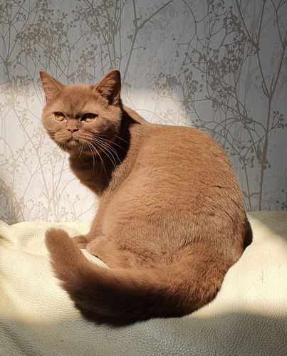 Filhotes Gatos Raça British Shorthair Fêmea - Cor Canela