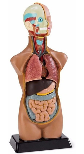 Modelo Anatómico 50 Cms De Torso Cabeza Y Cerebro Humano