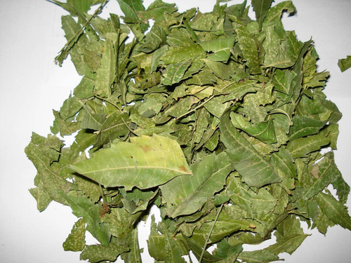 Hoja De Neem Deshidratada 1kg Azadirachta Indica