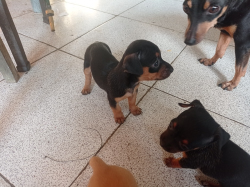 Imagen 3 de 8 de Cachorros Pinchers