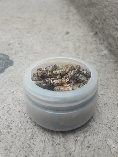 Semilla De Higuerilla