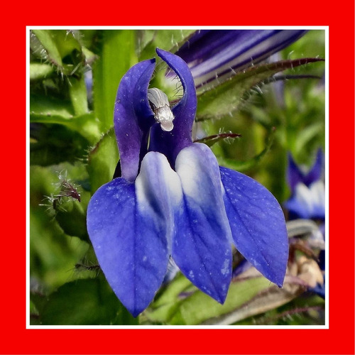 Lobelia Azul-  Blue Flor 60 Sementes Para Mudas