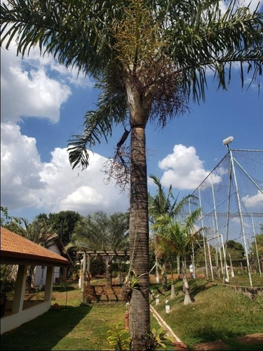 Chácara Com 3 Dormitórios À Venda, 1000 M² Por R$ 650.000,00 - Parque Das Palmeiras - Artur Nogueira/sp - Ch0042