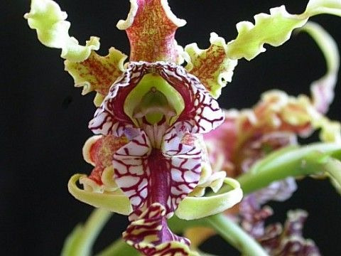 Orquídeas Exótica Dendrobiums Spectabilis