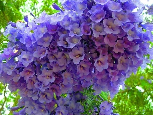 1000 Semillas De Arbol Nativo Jacaranda Flor Azul Violeta