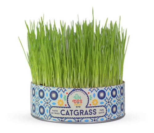 Imagen 1 de 4 de Cat Grass Pasto De Trigo Para Gatos