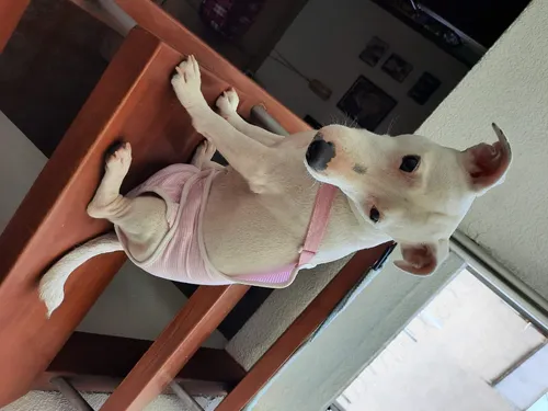 Calzón De Celo Taje De Baño Perritas Pollito & Huevo