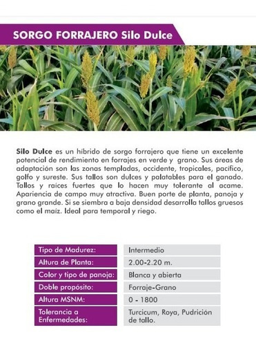 Semilla De Sorgo Forrajero Silo Dulce (ensilar) Saco De 20kg