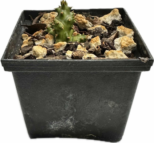 Planta Tapete Persa
