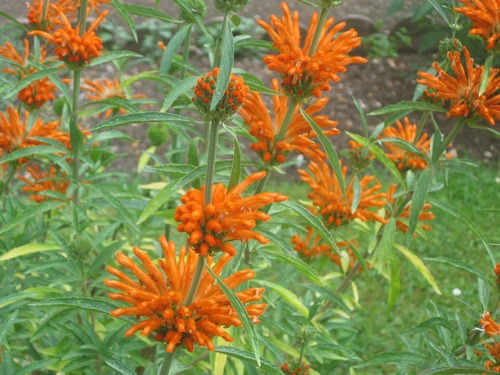 Semillas De Leonotis Leonorus_cola De Leon_w.dagga