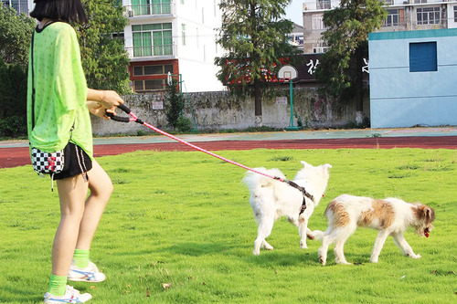 Correa Para Perros Baapet Strong De 4/5/6 Pies Con Asa Acolc