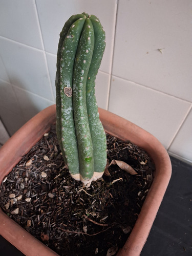 Cacto Trichocreus Scopulicola (super Pedro)