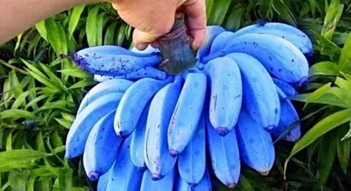 Kit 2 Bananas De Color 1 Rosa Y 1 Azul