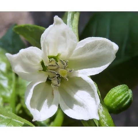 Pimentón Italiano Dulce Capsicum Annuum - 20 Semillas