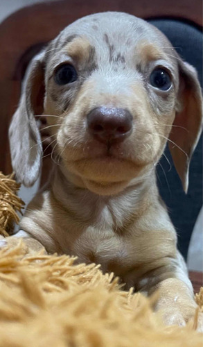 Perritos Salchichas Dachshund