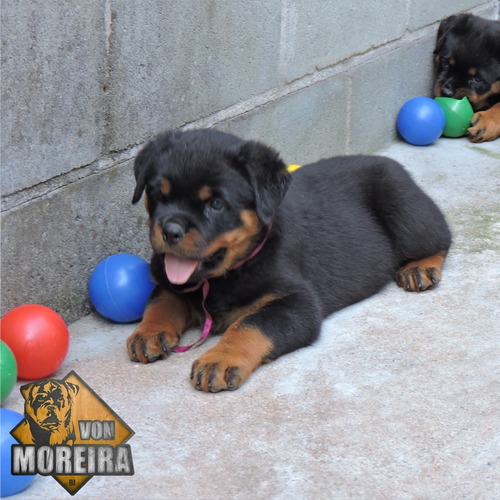 Filhotes De Rottweiler Com Pedigree