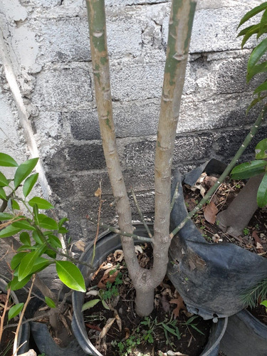 Arbol De La Vida - Lechero Africano Verde ( Planta )2.50 Mts