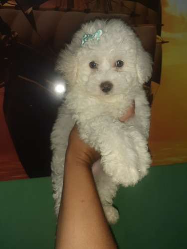 Imagen 1 de 6 de Caniche Hembra