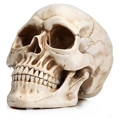 Cenicero Readaeer, Modelo De Cráneo Humano De Tamaño Natur