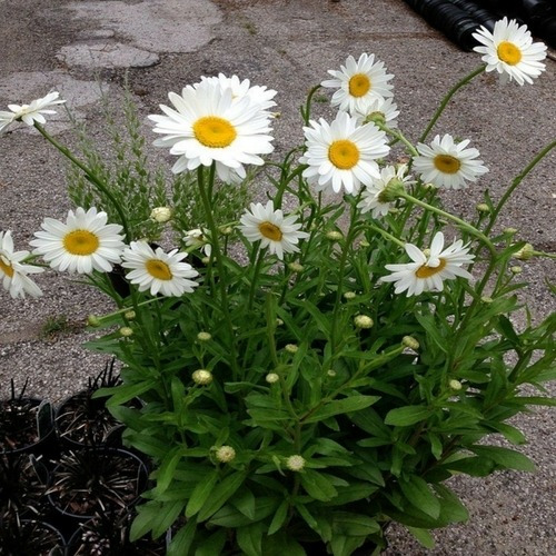 Sementes De Flor De Margarida Verdadeira P/ Vasos Ou Jardins | MercadoLivre