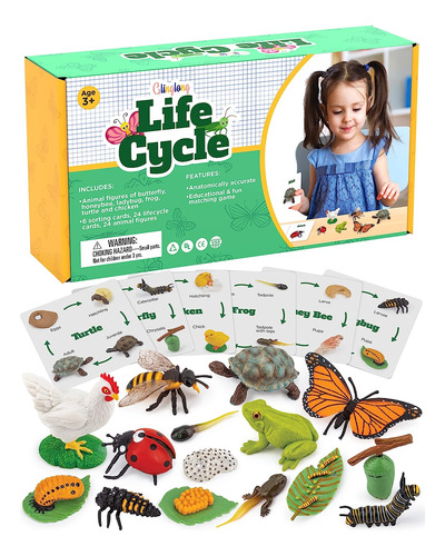 Glinglong Kit De Ciclo De Vida Montessori  Juguetes Realist