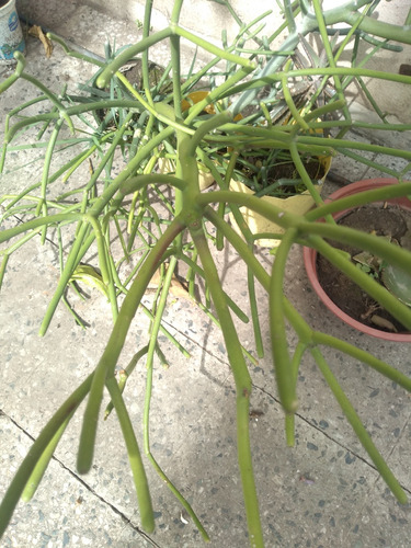 Euphorbia Tirucalli 5 Plantas $19000 Y C/u $5000