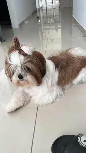Cachorros Shih Tzu Mini Perros Shitzu De Ojos Azules Mocoa