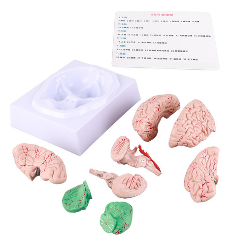 Modelo De Cerebro Humano Para Niños Anatomía Neurociencia Es