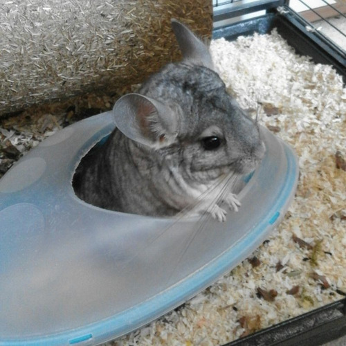 Imagen 4 de 10 de Litera Arena Chinchilla Baño Roedores Jerbos Hamster Wellnes
