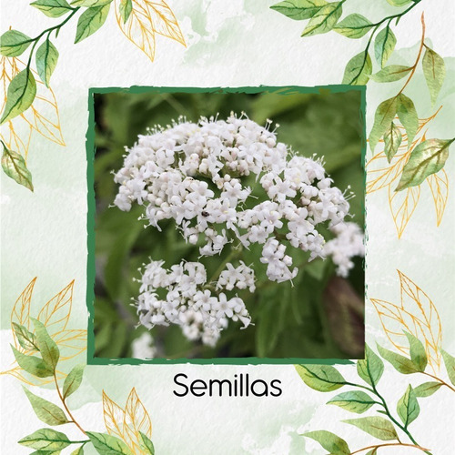 9 Semillas Orgánicas De Valeriana 